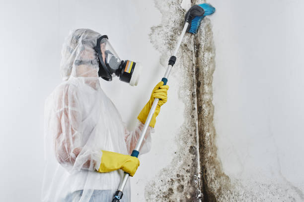 Best Commercial Mold Inspection  in Jonesville, VA